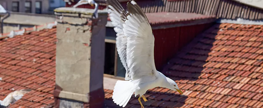 Residential Chimney Animal Removal Solution in Jonesboro, AR