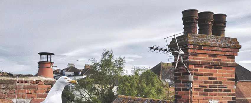 Chimney Cleaning And Restoration in Jonesboro, Arkansas